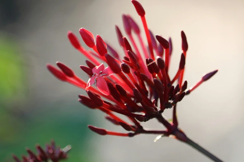 this is a close up image of a very small red flower