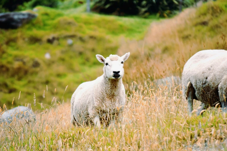 the sheep are walking through the tall grass