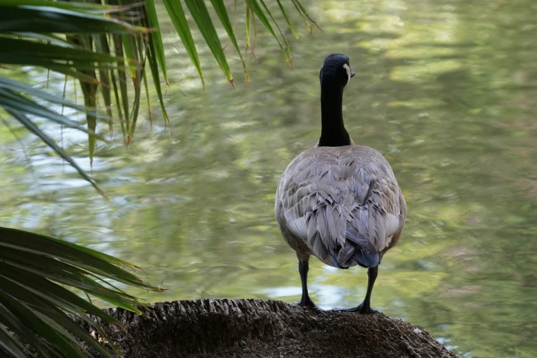 a duck stands alone on a tree by the water