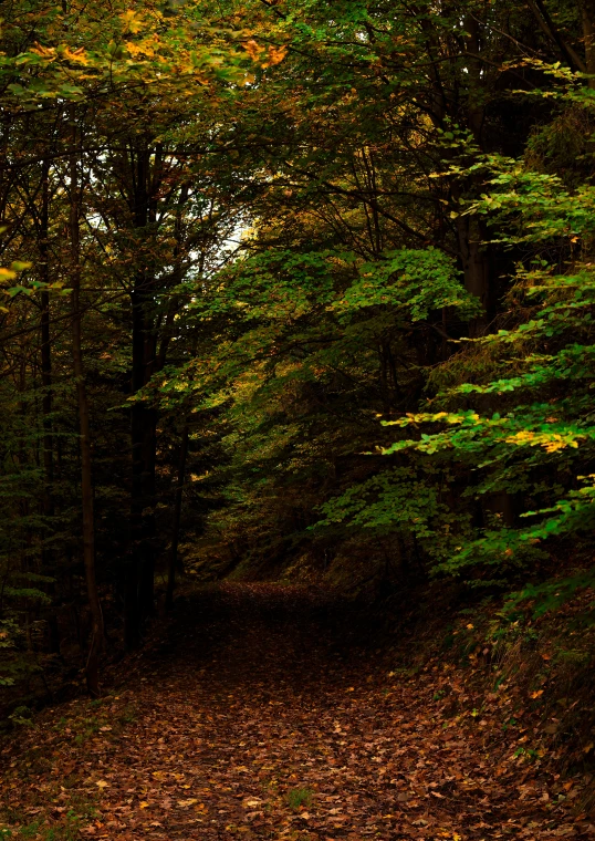 a path in the forest with fallen leaves and trees