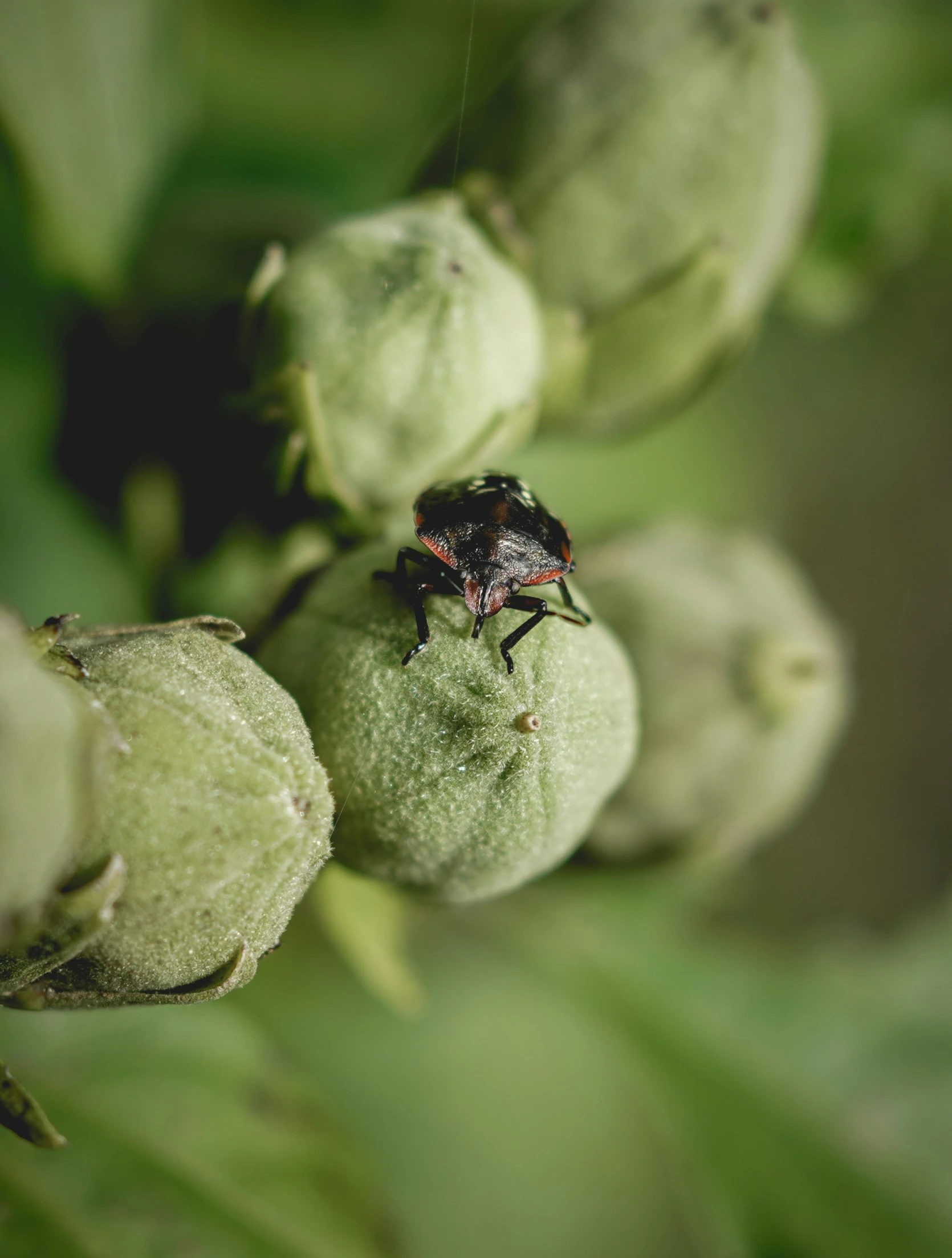 a bug that is sitting on some kind of fruit