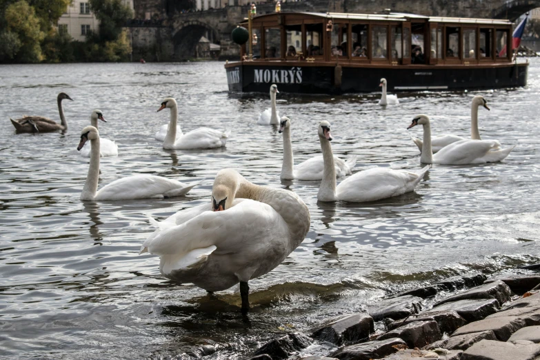 group of swans wading on a lake near a boat with tourists