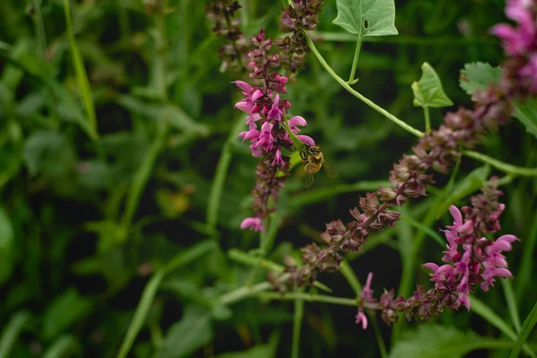 a bee sitting on top of a purple flower near green leaves