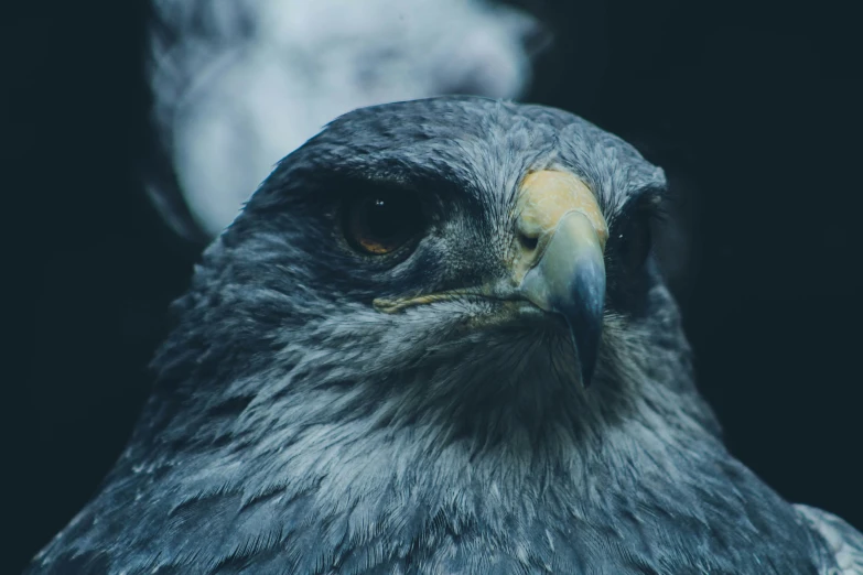 a close up po of the face of a bird