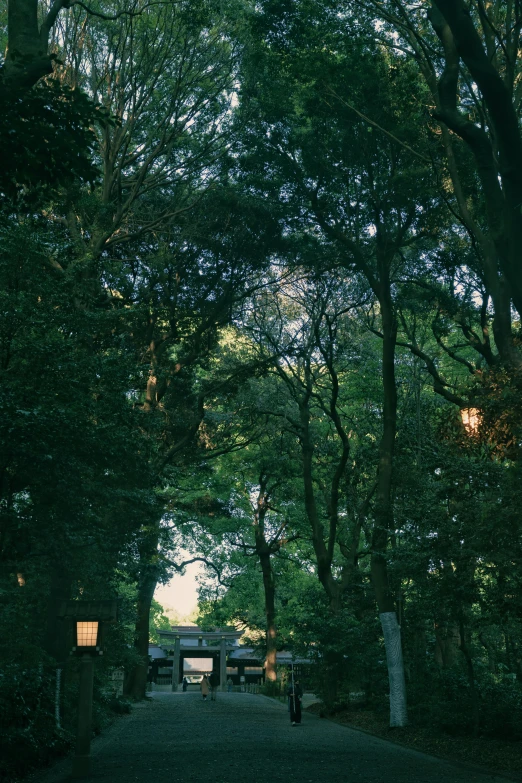 some people walking under some trees in a park