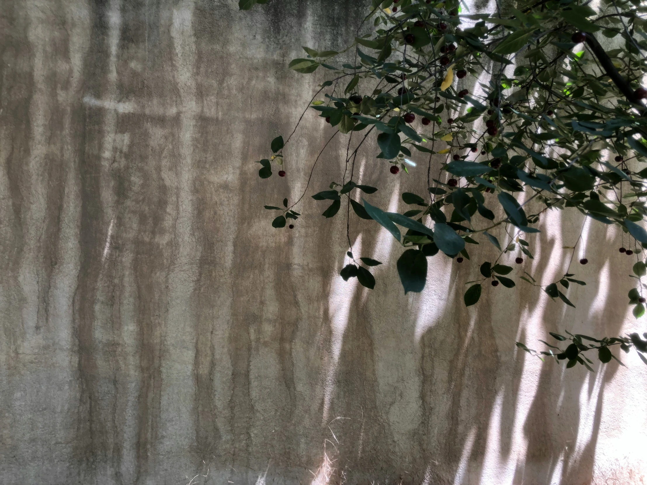 the shadow of a tree is cast on the wall