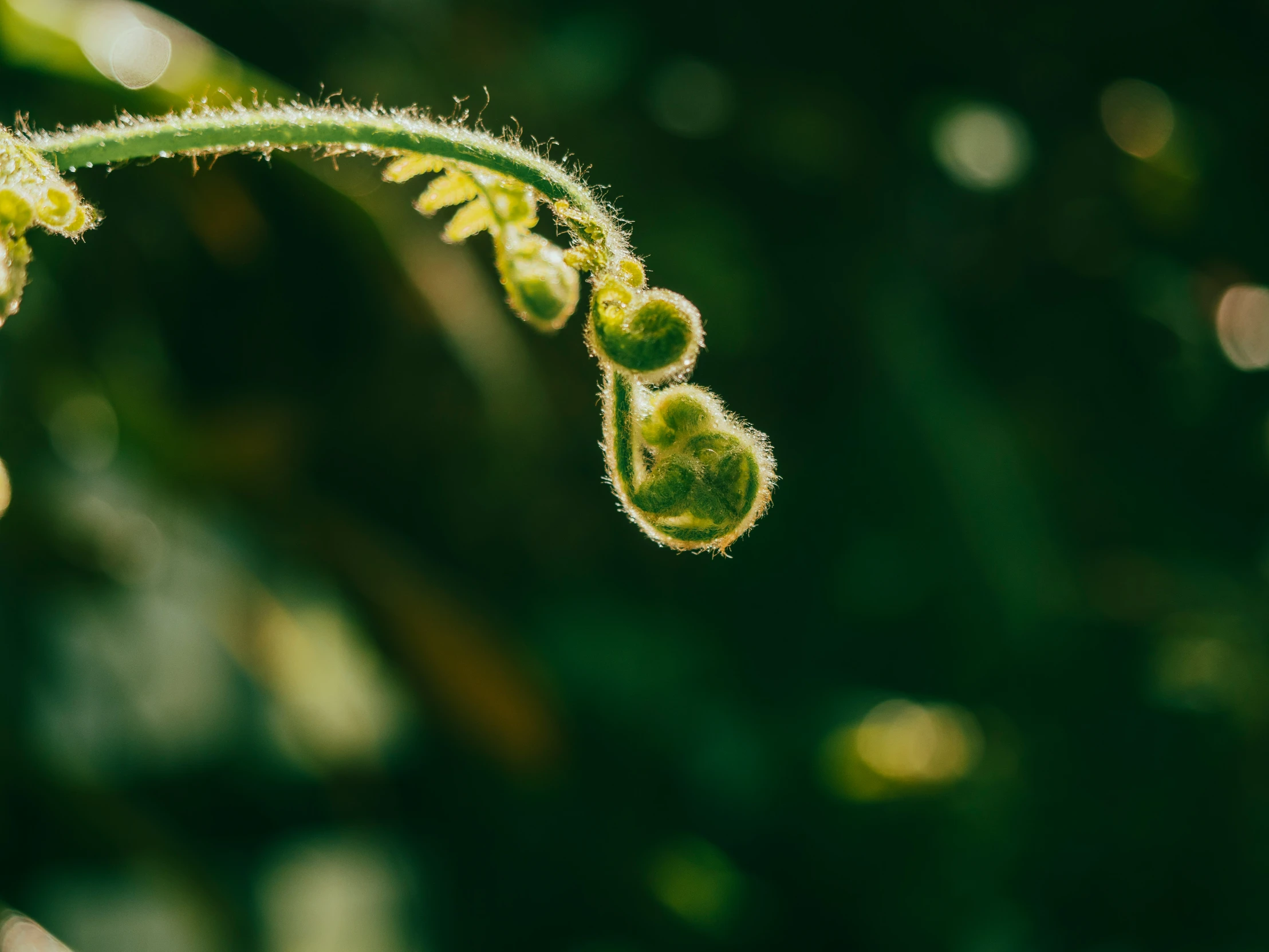 some small, green plants on the stem