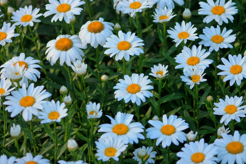 daisies are in full bloom on a sunny day