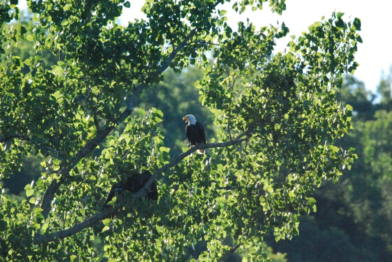 the bird is perched on the limb of the tree