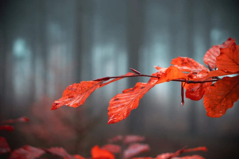 close up of a nch with leaves and nches