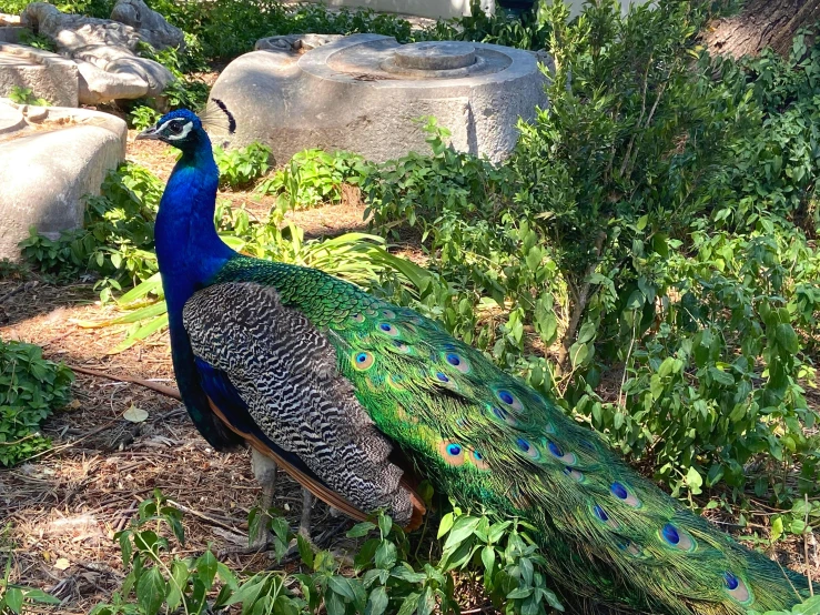 a peacock with it's tail feathers open sitting on a rock