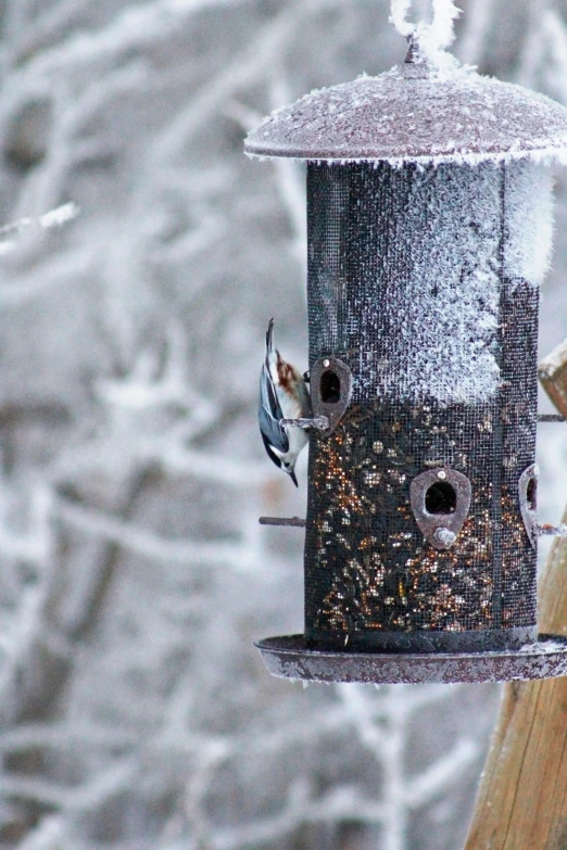 a close up of a bird feeder hanging from the side of a pole