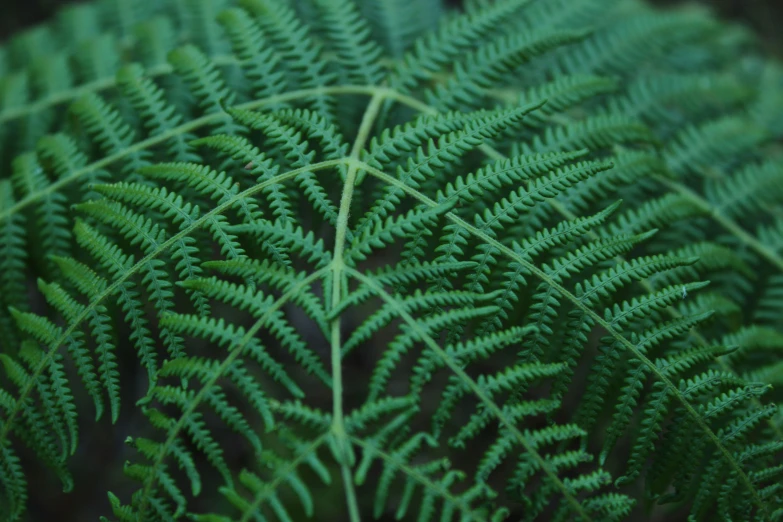 a closeup of the back end of a green plant