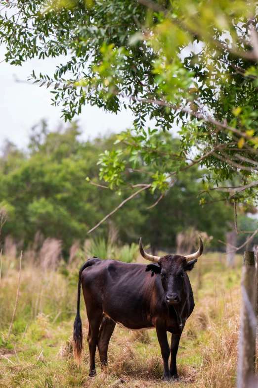 a large cow standing in a forest setting