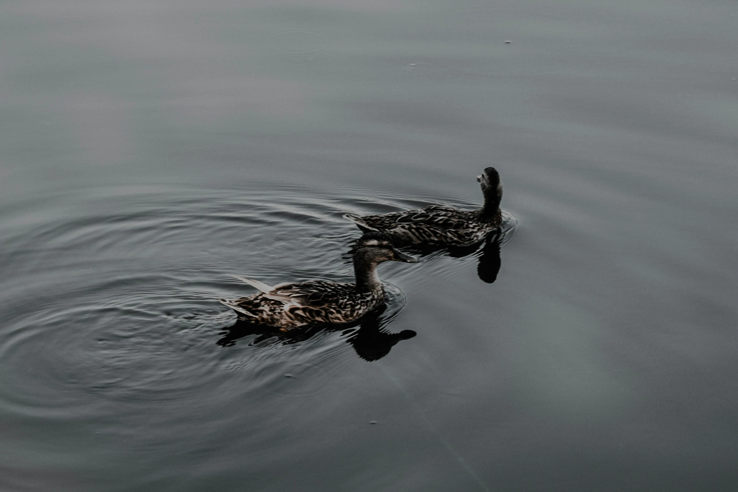 two ducks swimming in the ocean waters