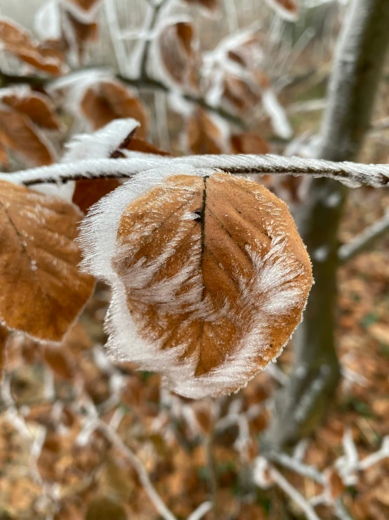 the leaves on the tree have been frosted