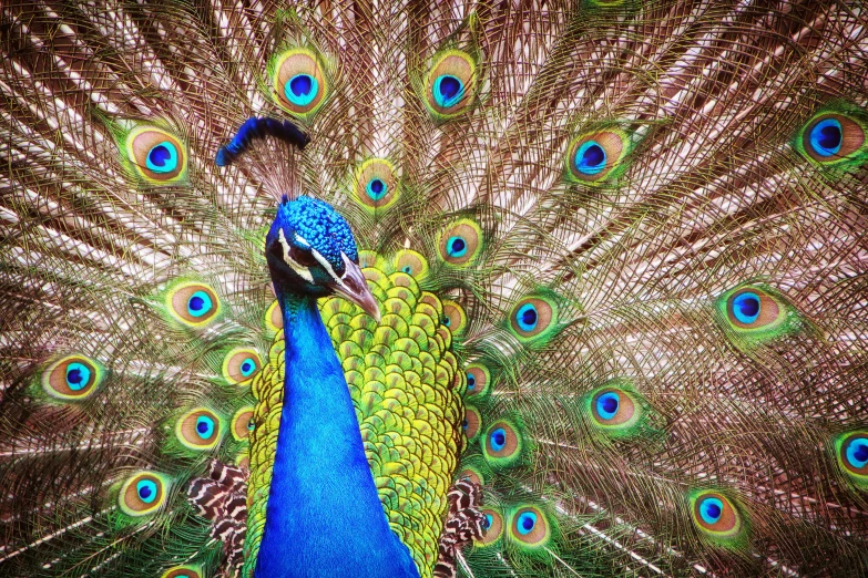 a colorful peacock with its feathers spread wide