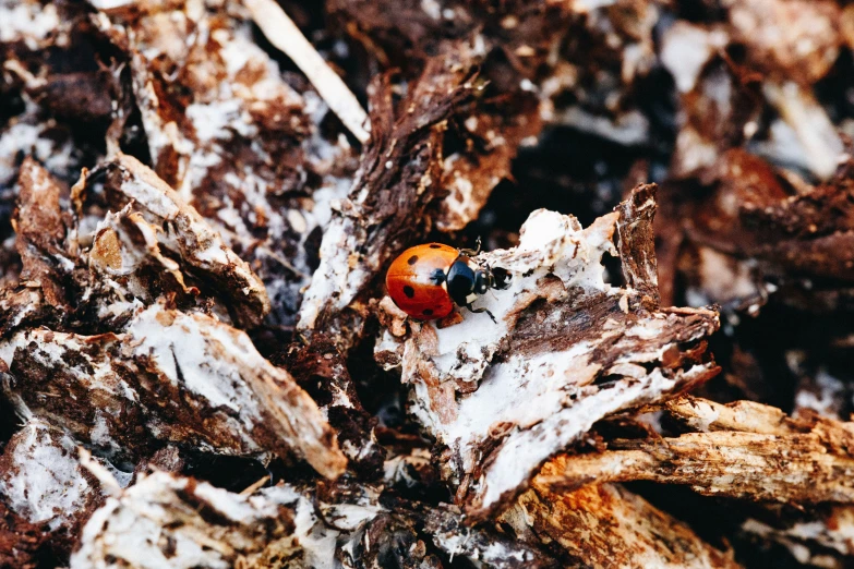 a colorful bug standing on a leaf covered tree