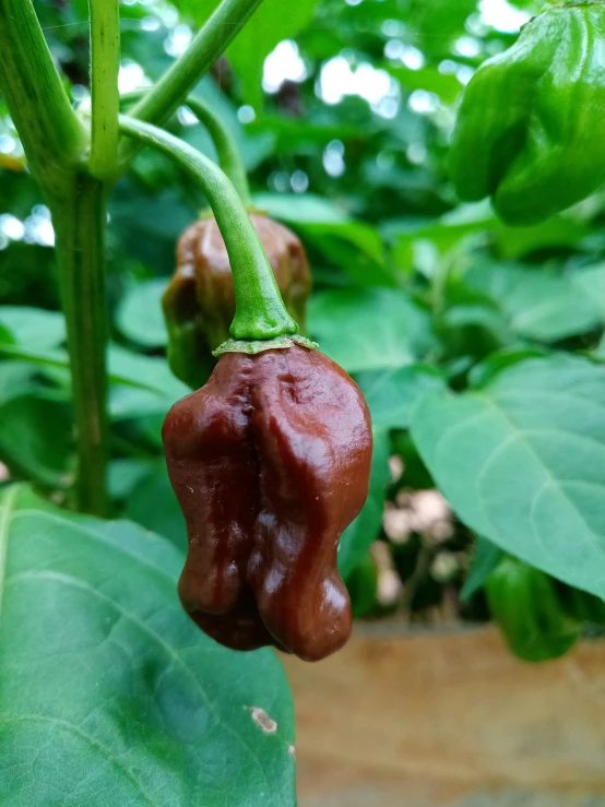 a pepper sits on a plant with leaves around it