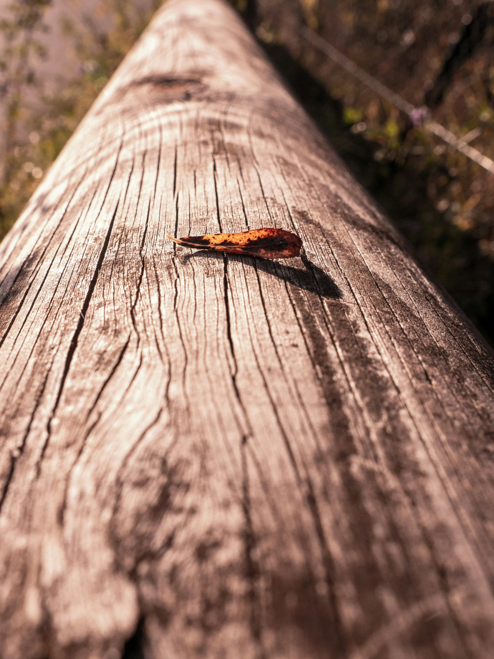 a piece of brown wood that is on the ground