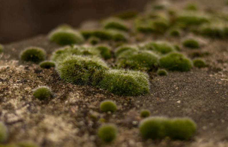 small moss on the side of a rock