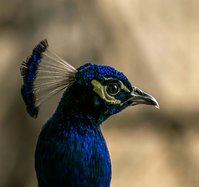 there is a blue bird with yellow, yellow and black feathers