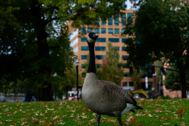 a gray goose with an orange beak in a grassy field