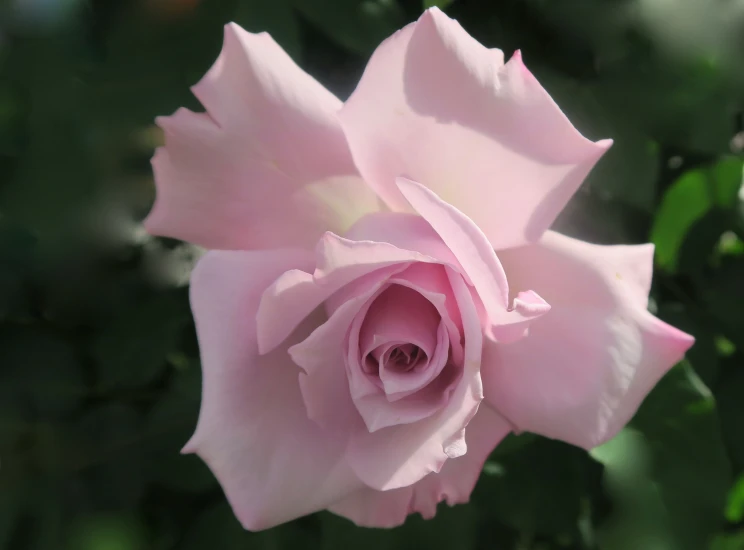 a rose that is sitting in a flower pot