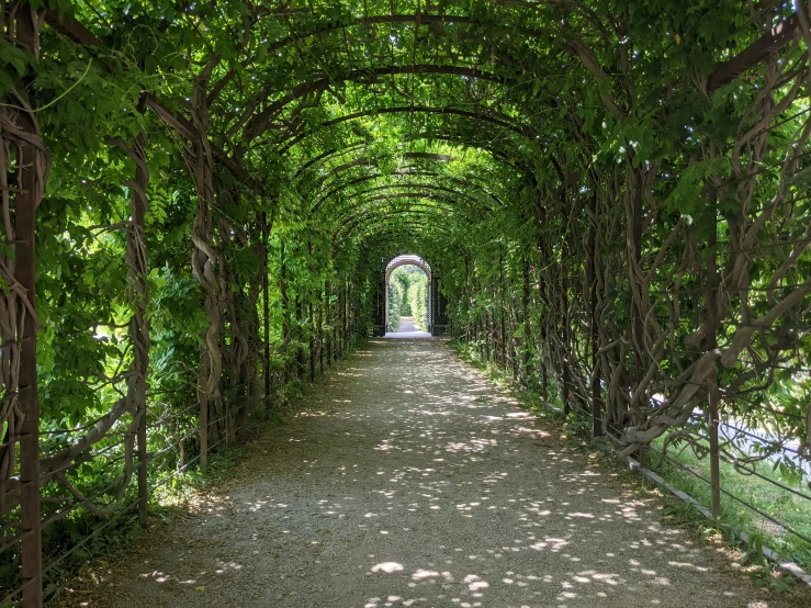 a path covered with green trees and surrounded by vines