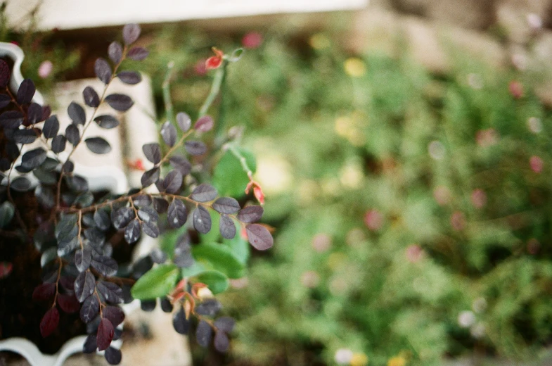 a nch with red flowers hanging from it