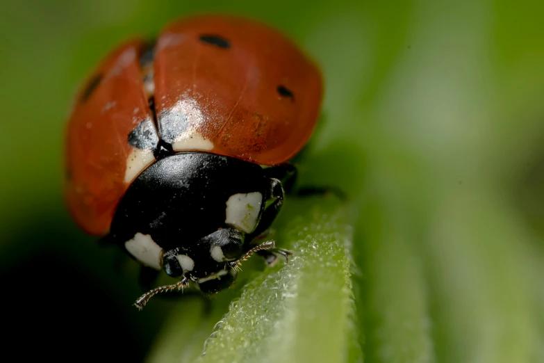 an insect is sitting on top of a leaf