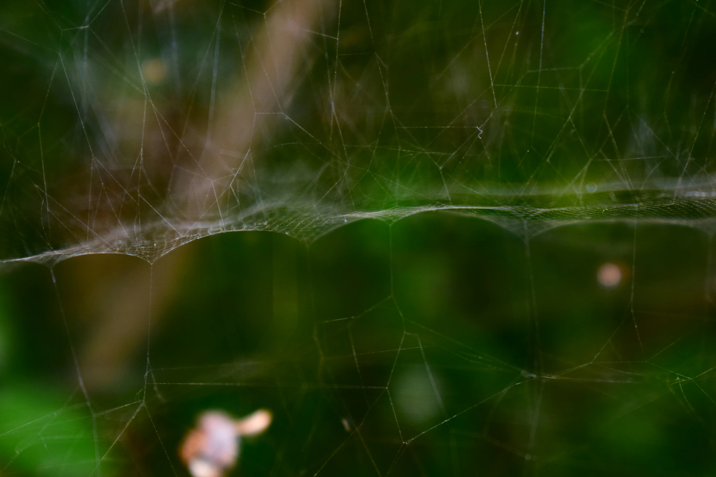 a spider's web with water drops in the background