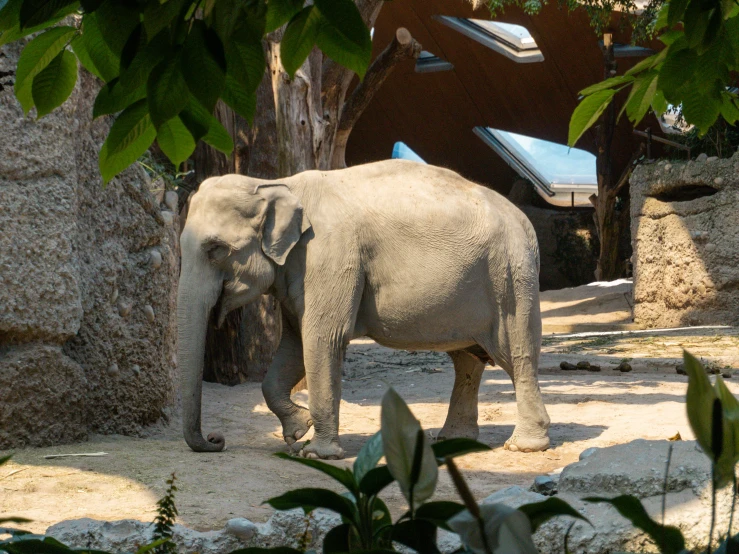 an elephant standing inside its enclosure at a zoo