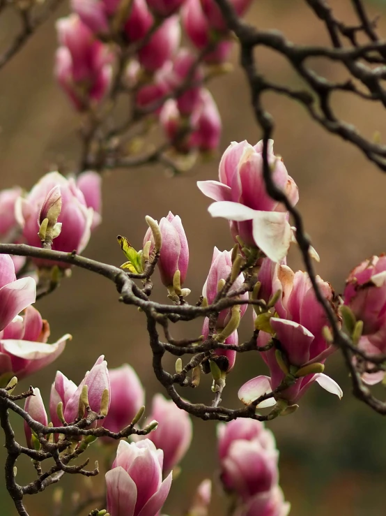 this is a beautiful pink and white flower that has many leaves