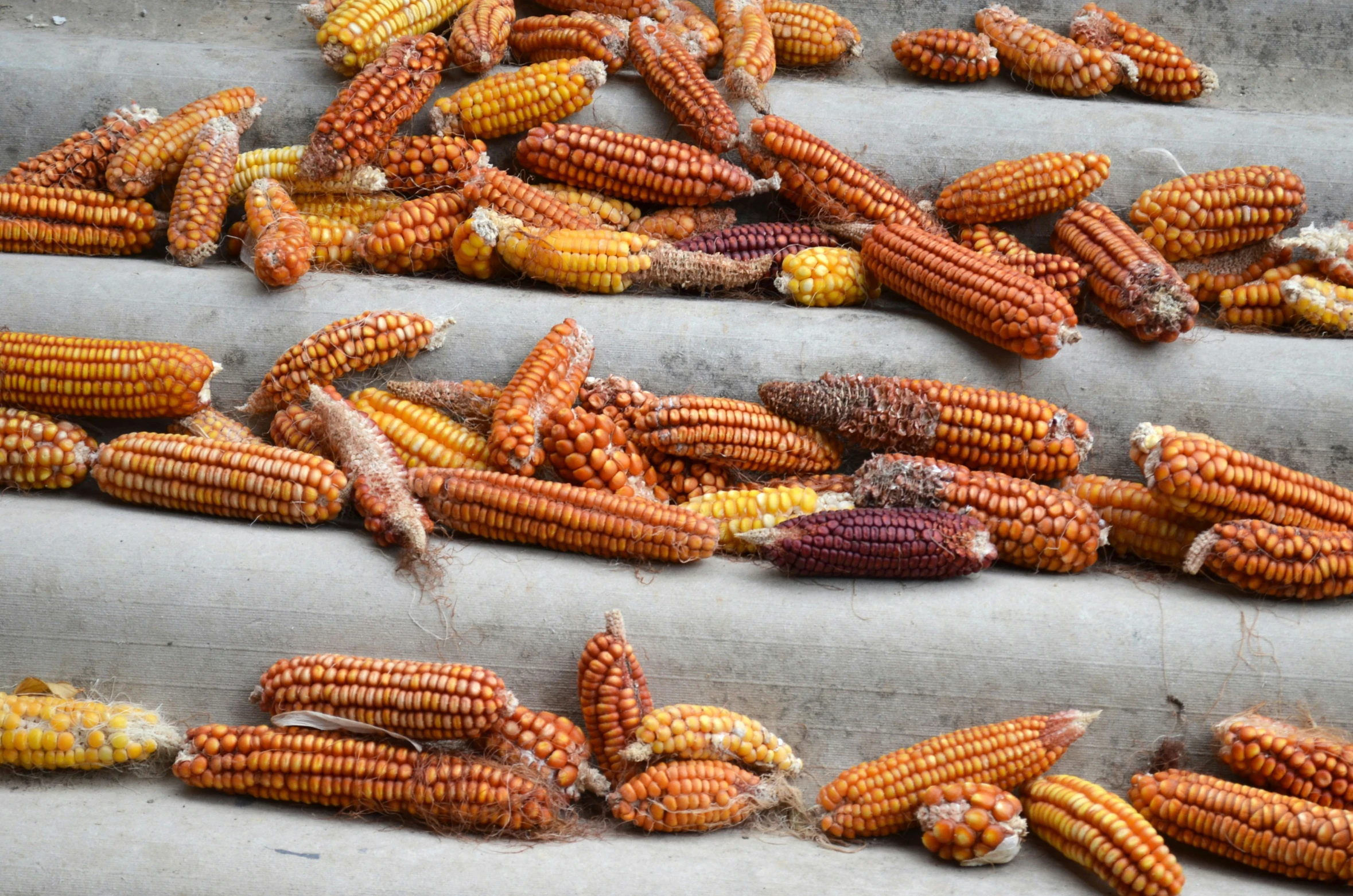 a few corn cobs sit on the steps