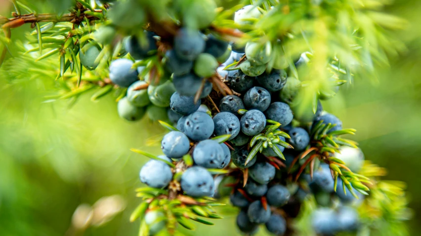 berries hang from a tree in the sunlight