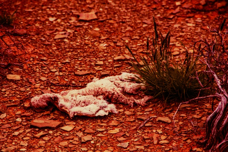 a sheep that is laying down on the ground