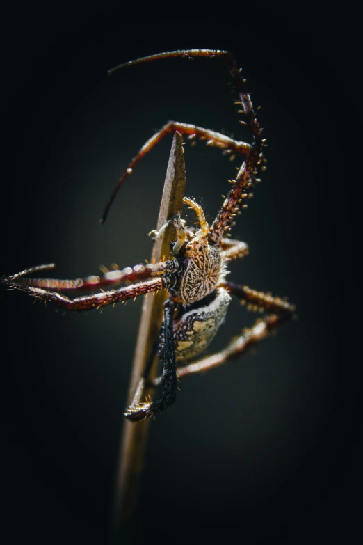 a spider is crawling on a plant