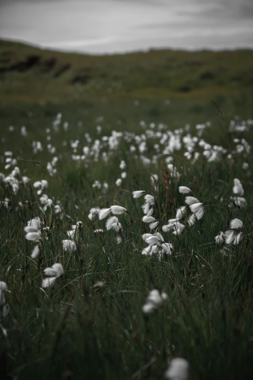 wildflowers and other plants in an open meadow