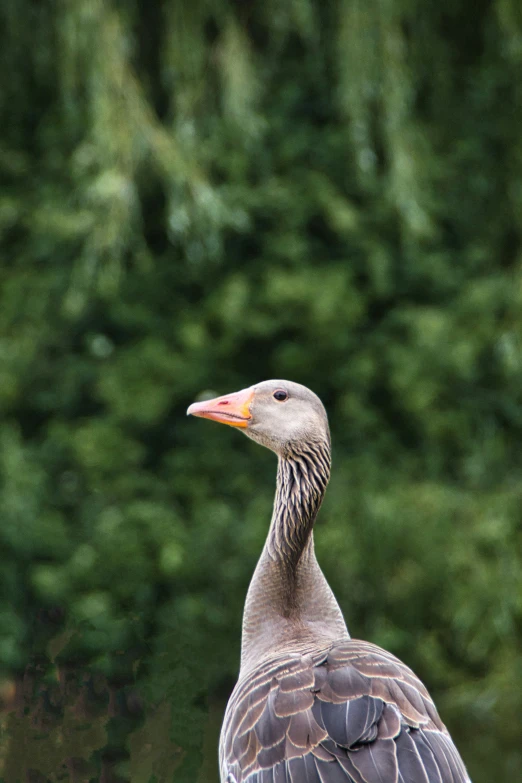 a gray and white bird standing in front of trees