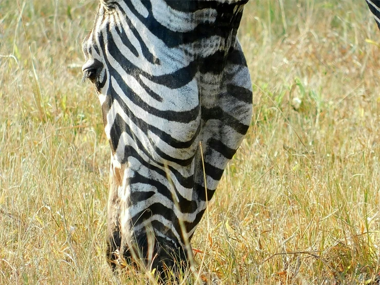 two zes grazing in the grass on the savannah