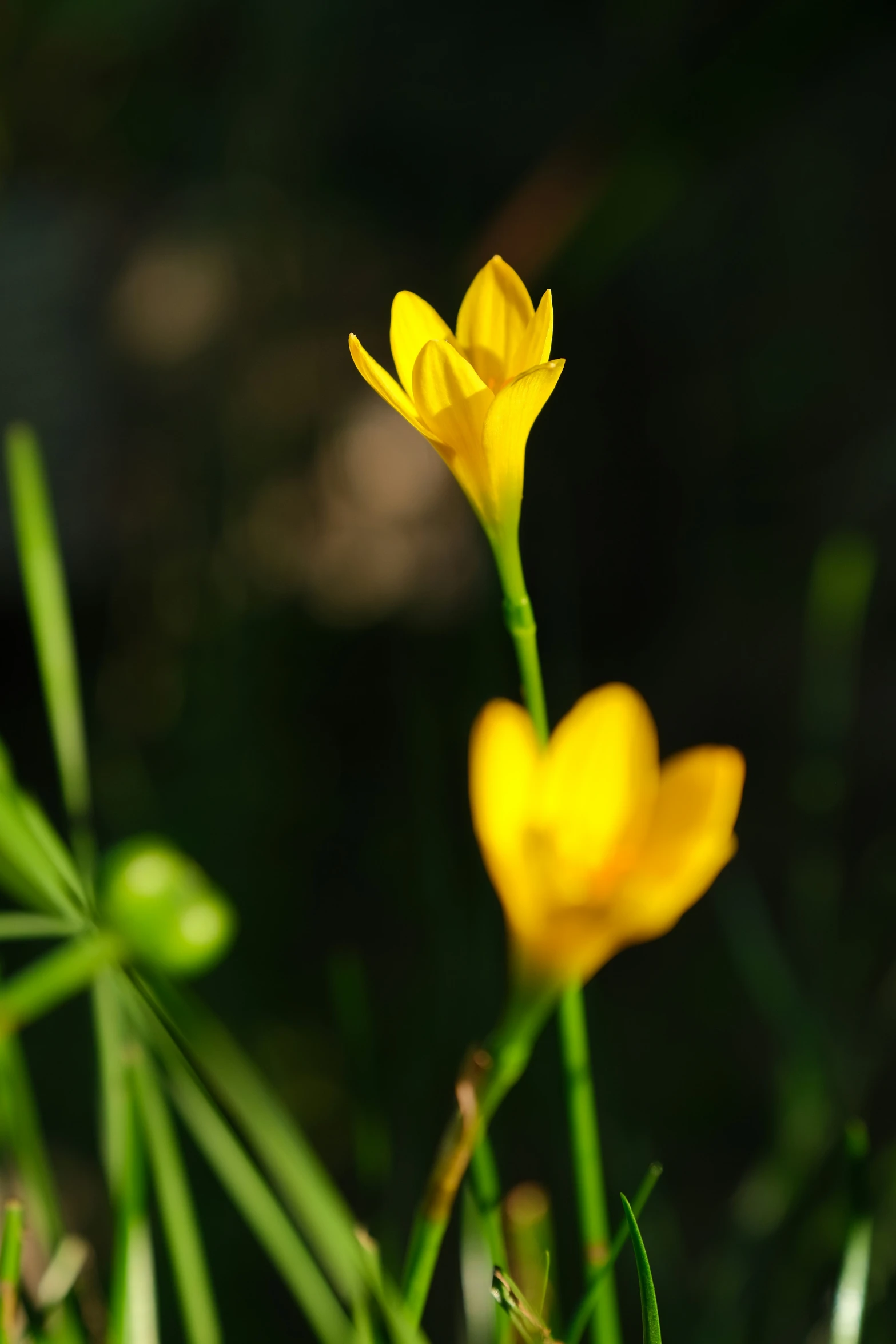 some pretty yellow flowers near one another