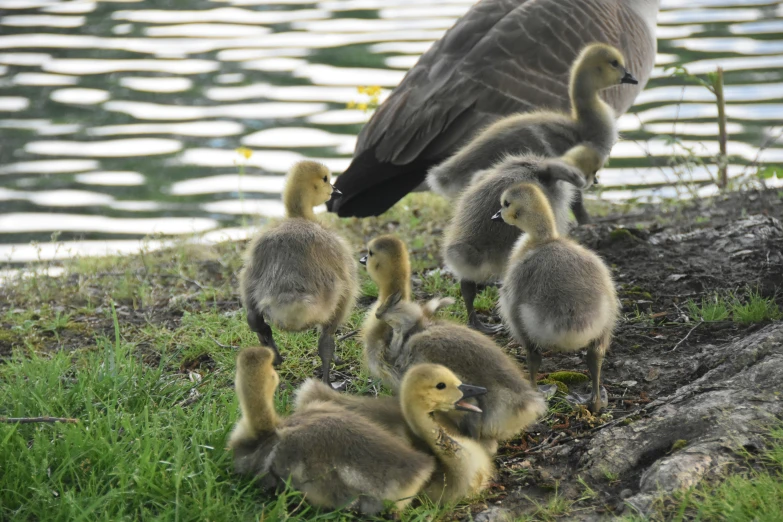 the geese are on the grass next to the water