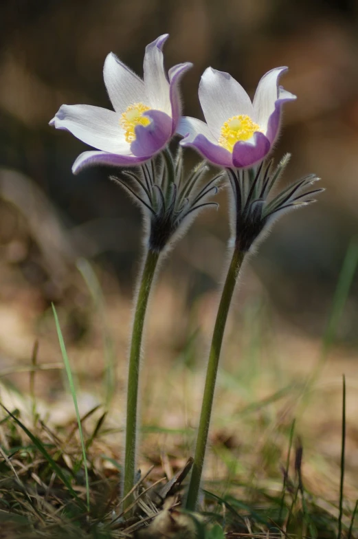 the two flowers are standing close together in the field