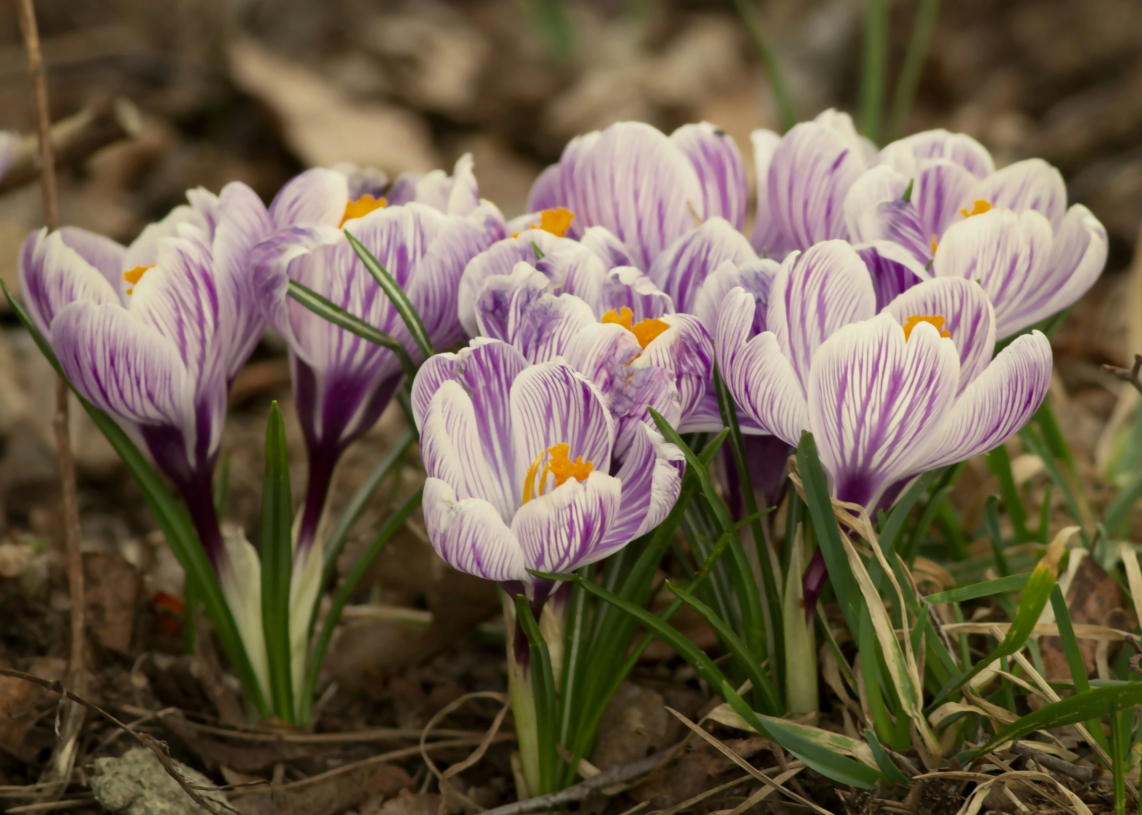 purple and white crocys sitting on top of leaves and grass