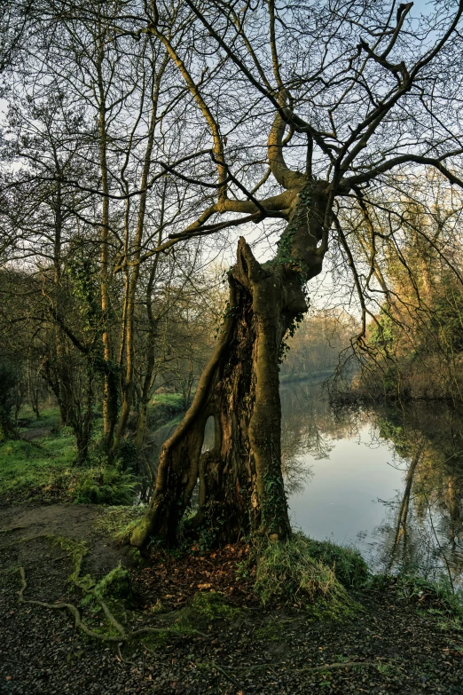 a tree leaning over by a river with grass around it