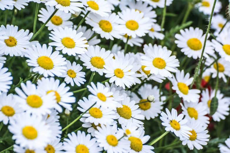 many white and yellow daisies are standing close together