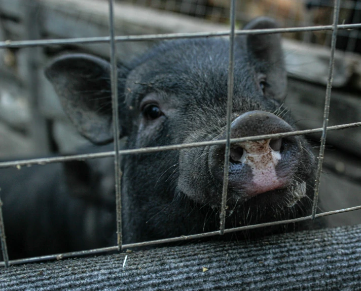 a baby boar stares in a small metal cage