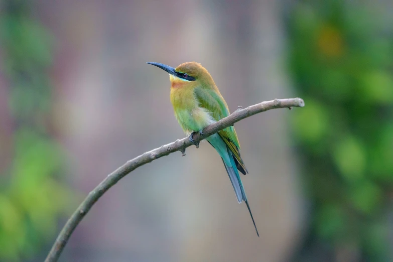 colorful bird sitting on tree nch with blurry background