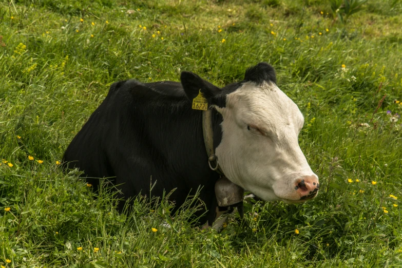 a black and white cow laying down in the grass